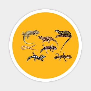 Reptiles Illustration Magnet